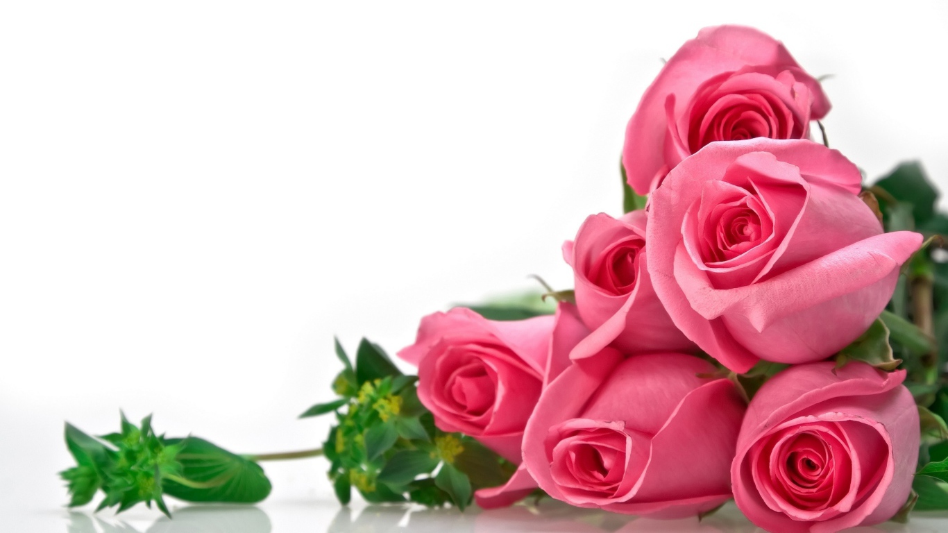 Розы на белом фоне, фон для поздравительной открытки