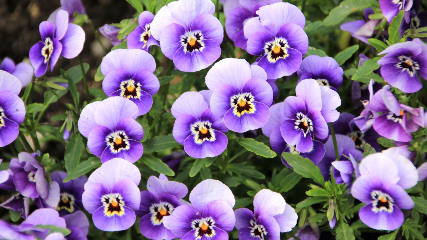 Маленькие нежные фиолетовые цветы анютины глазки