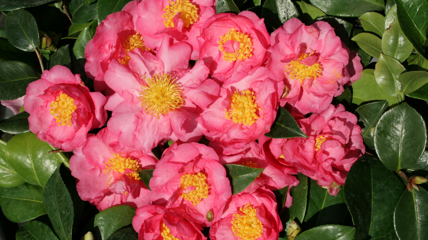 Мелкие розовые цветы камелии крупным планом