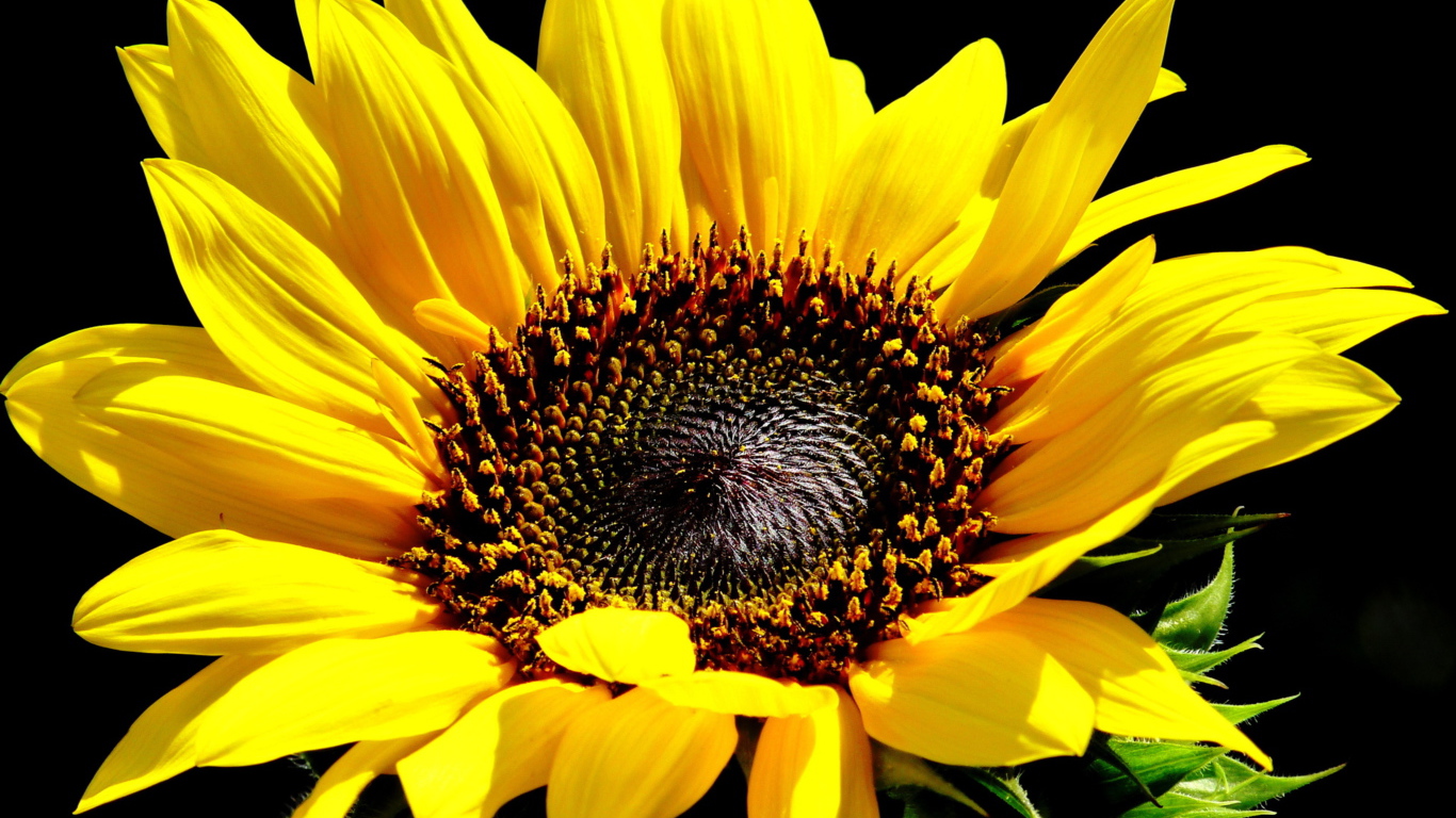 Цветок подсолнуха крупным планом на черном фоне 