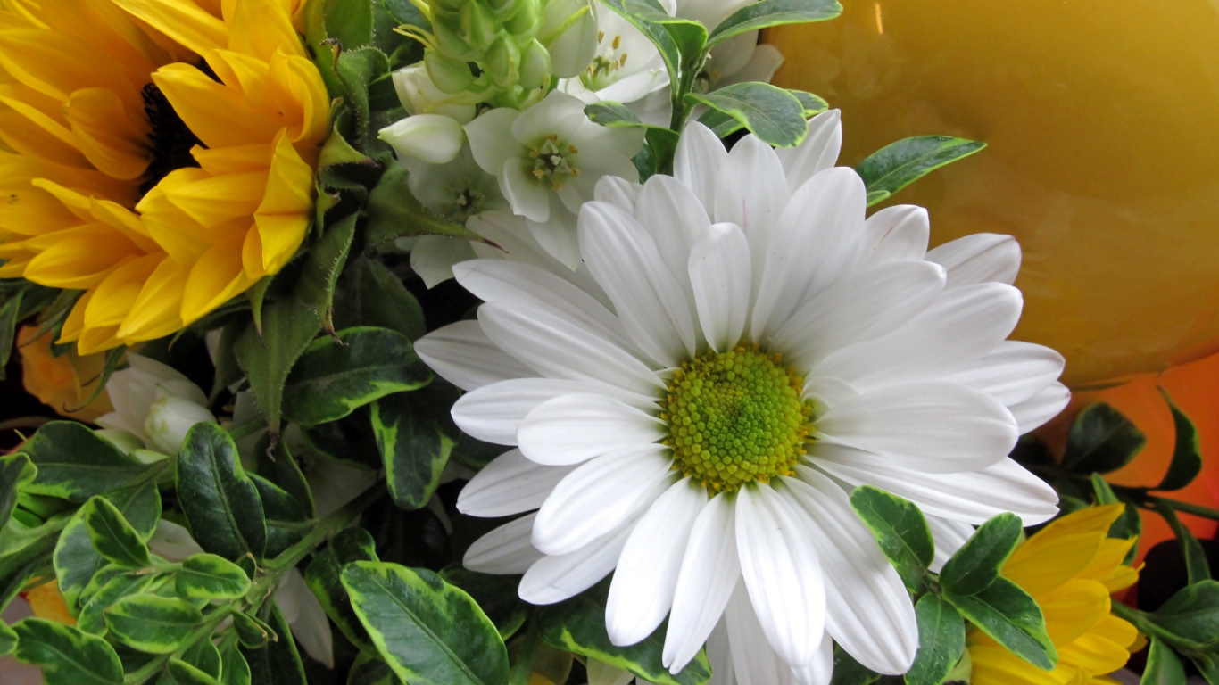 Цветы подсолнуха с белыми цветами хризантемы 