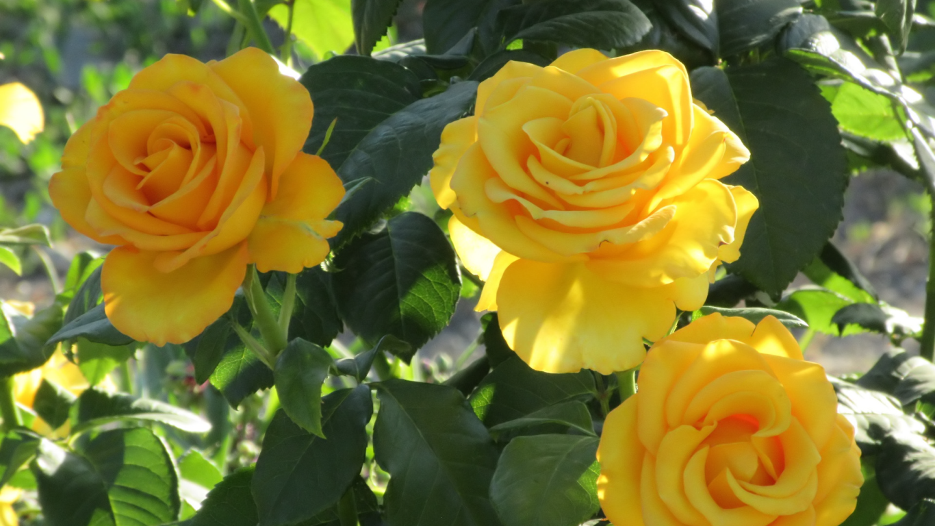 Три красивые нежные желтые розы на клумбе 