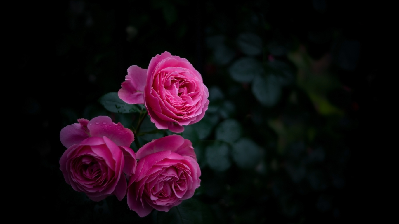 Три розовые розы на клумбе