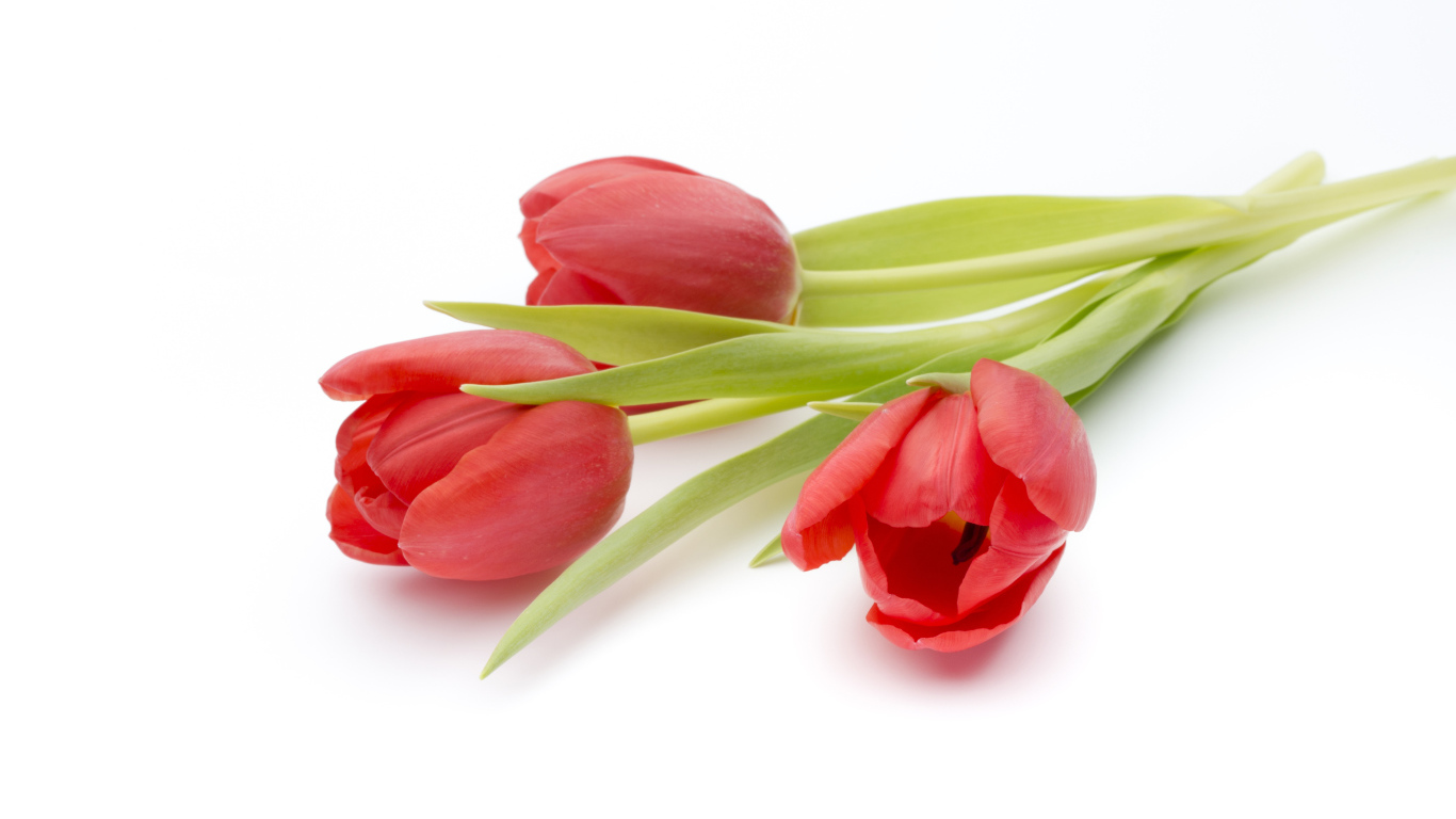 Три красных тюльпана на белом фоне