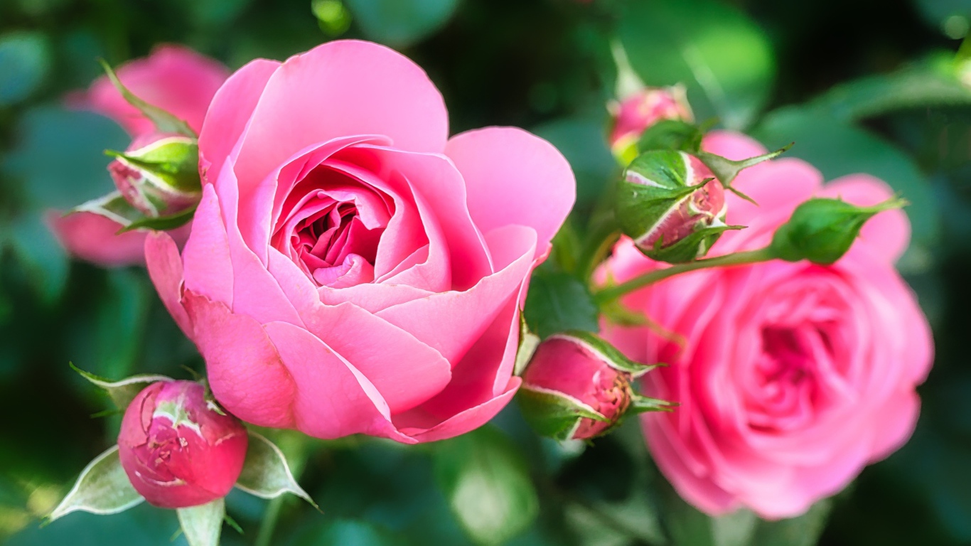 Две красивые розовые розы с бутонами