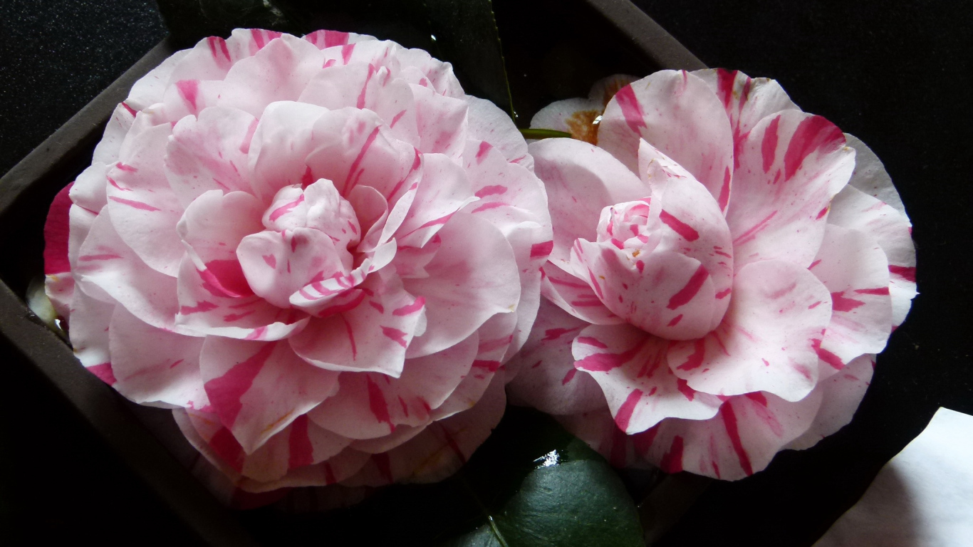 Два розовых цветка камелии крупным планом