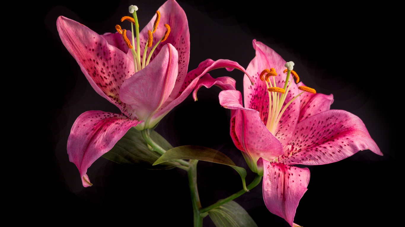 Две розовые тигровые лилии на черном фоне