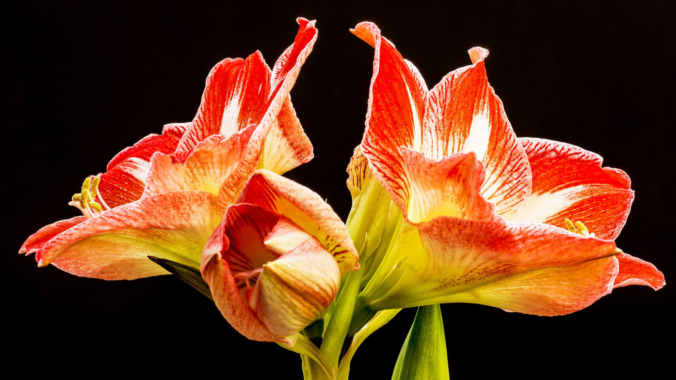 Два красных цветка амариллиса на черном фоне