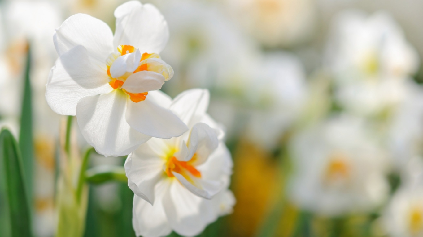 Два белых цветка нарцисса крупным планом