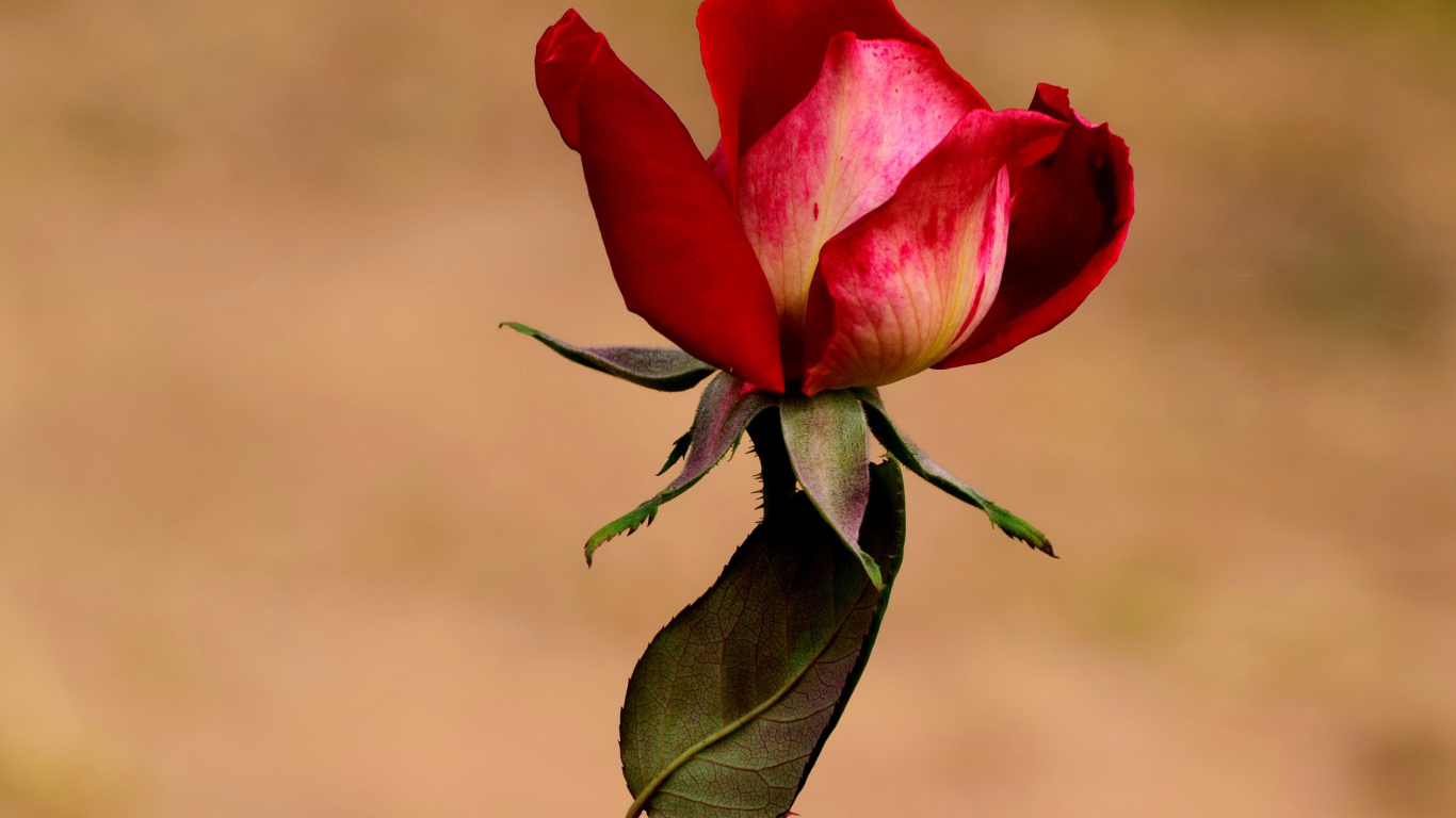 Нераспустившаяся красная роза