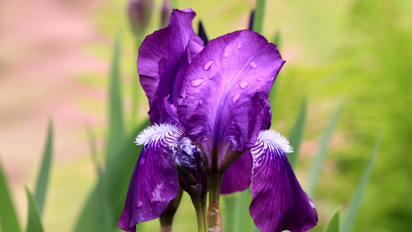 Фиолетовый цветок ириса в каплях дождя крупным планом