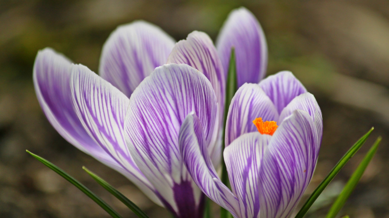 Фиолетовые весенние крокусы крупным планом