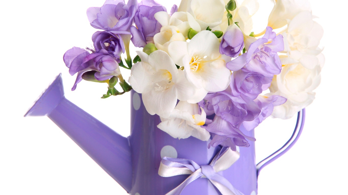 Белые и фиолетовый цветы фрезии в лейке на белом фоне