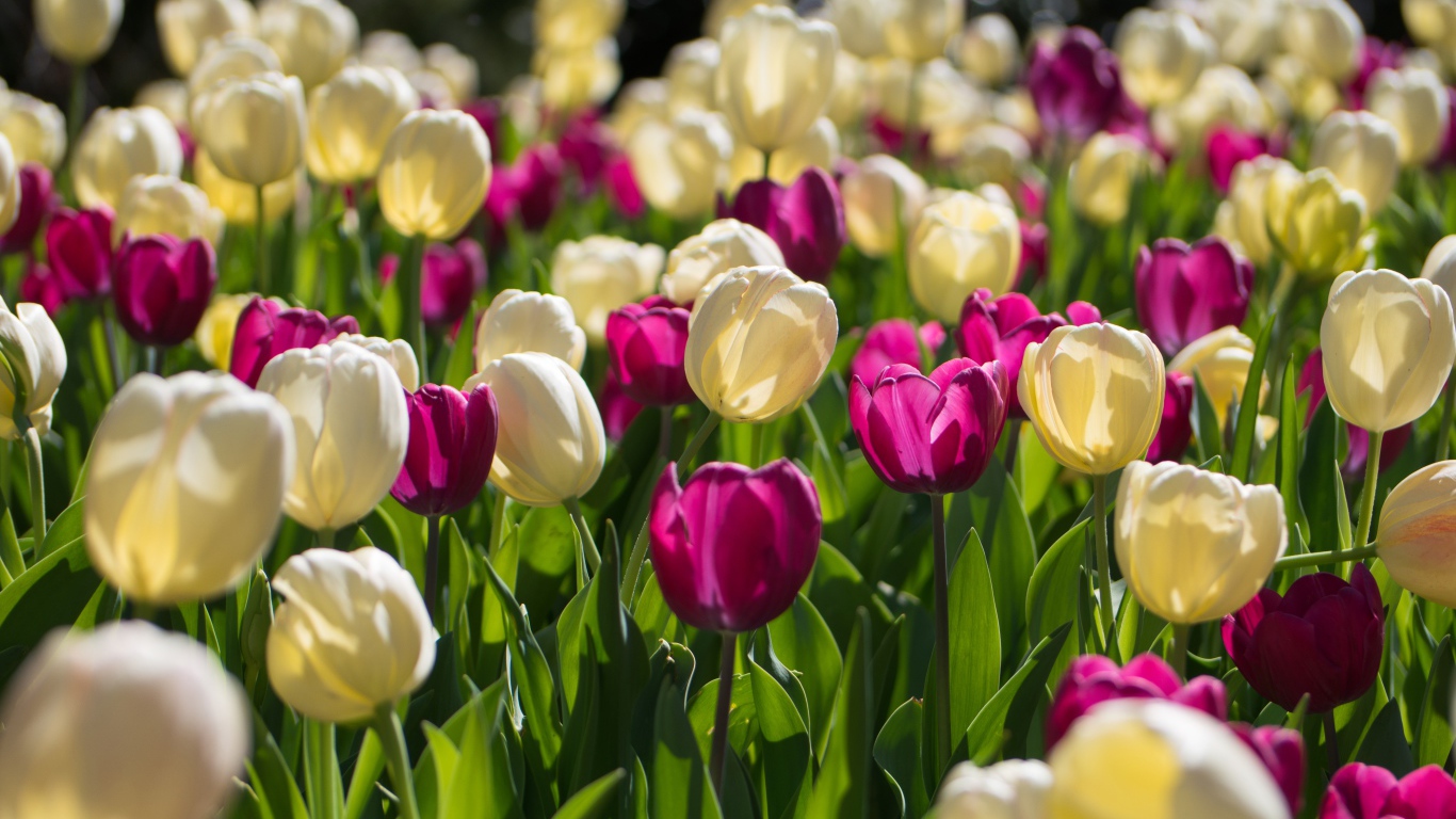Белые и сиреневые тюльпаны в лучах солнца 