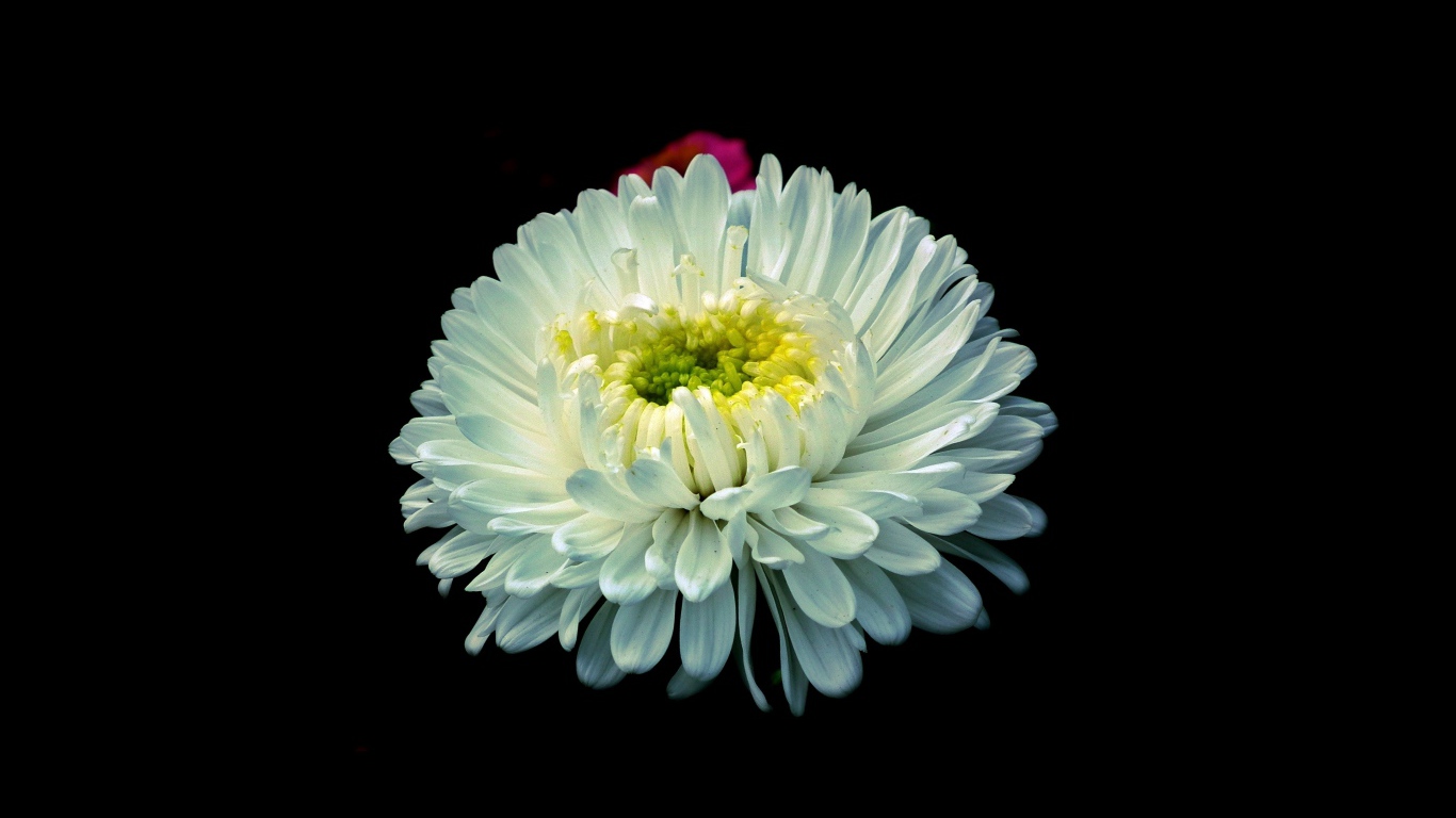 Белый цветок астры на черном фоне