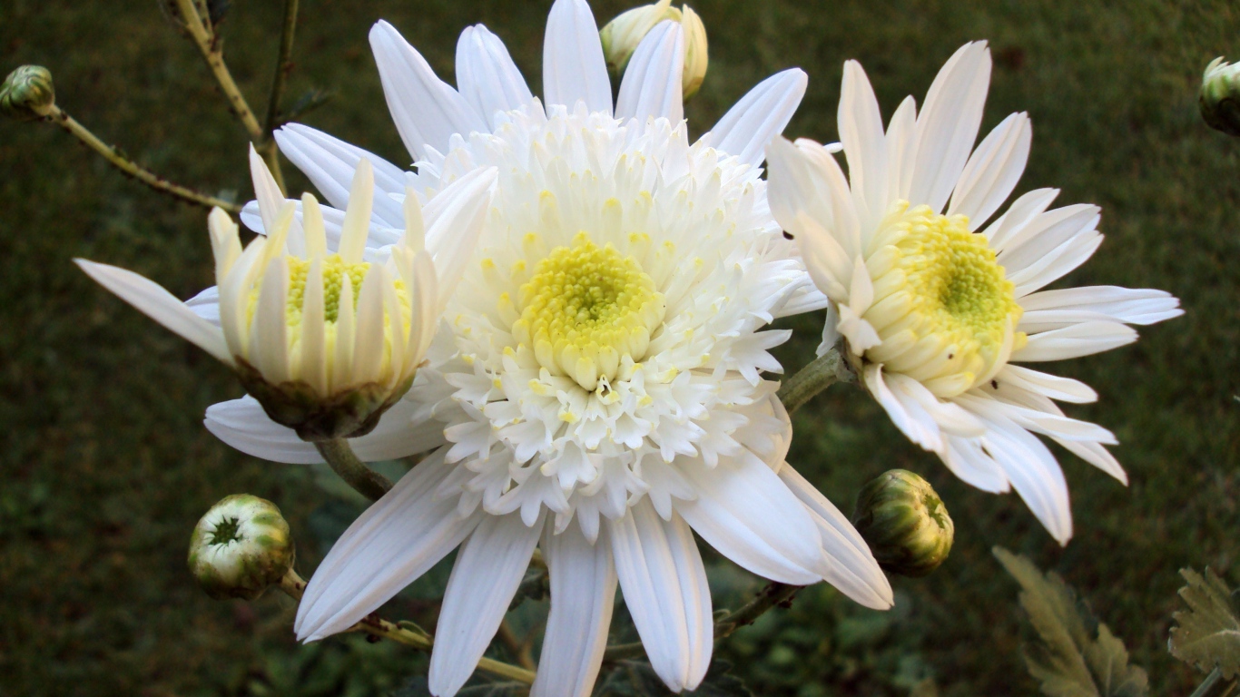 Белые осенние цветы хризантемы с бутонами крупным планом