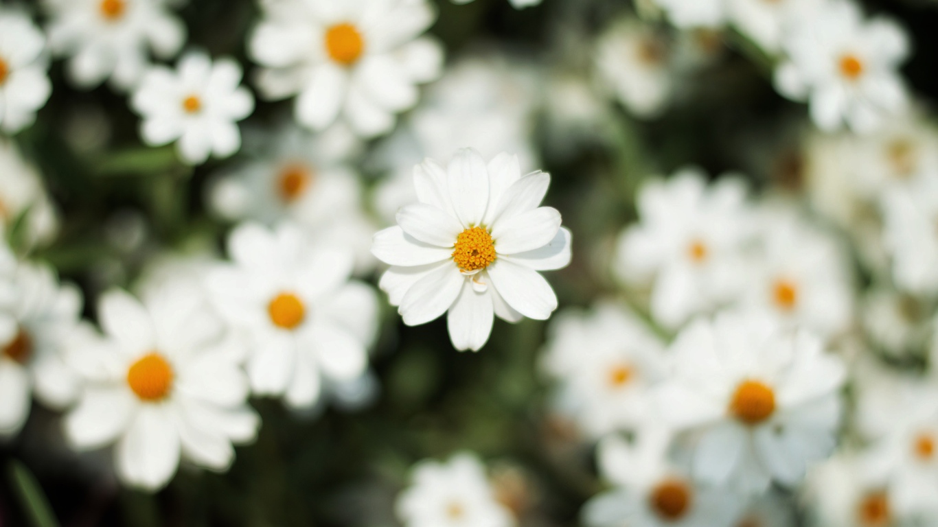 Белый цветок космеи крупным планом