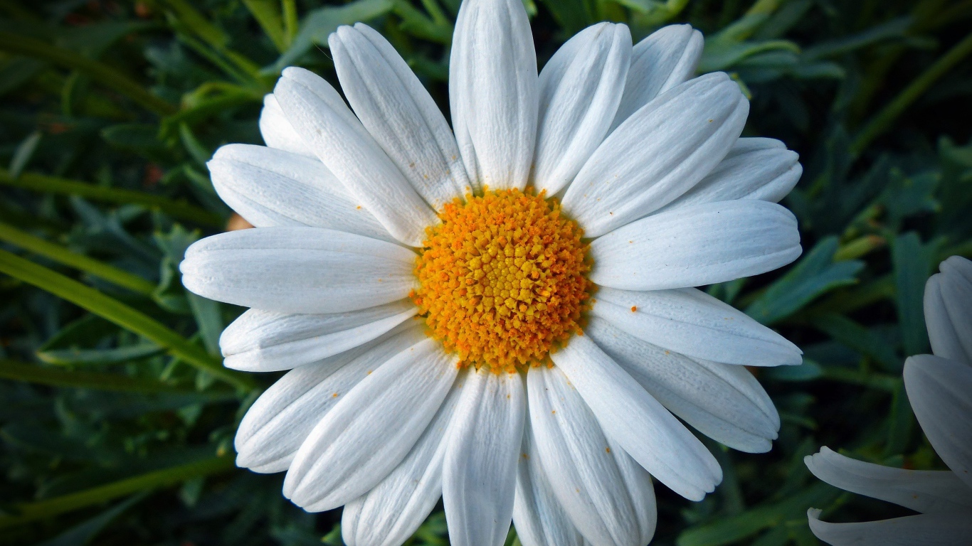 Белая ромашка с желтой серединкой крупным планом