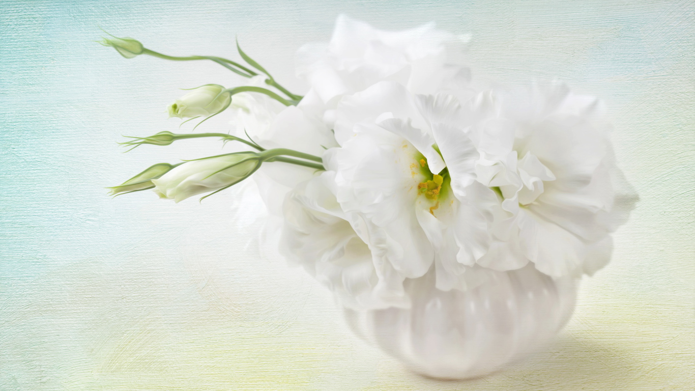 Белый цветок эустома с бутонами 