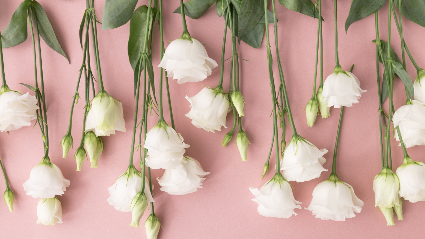 Белые цветы эустома на розовом фоне