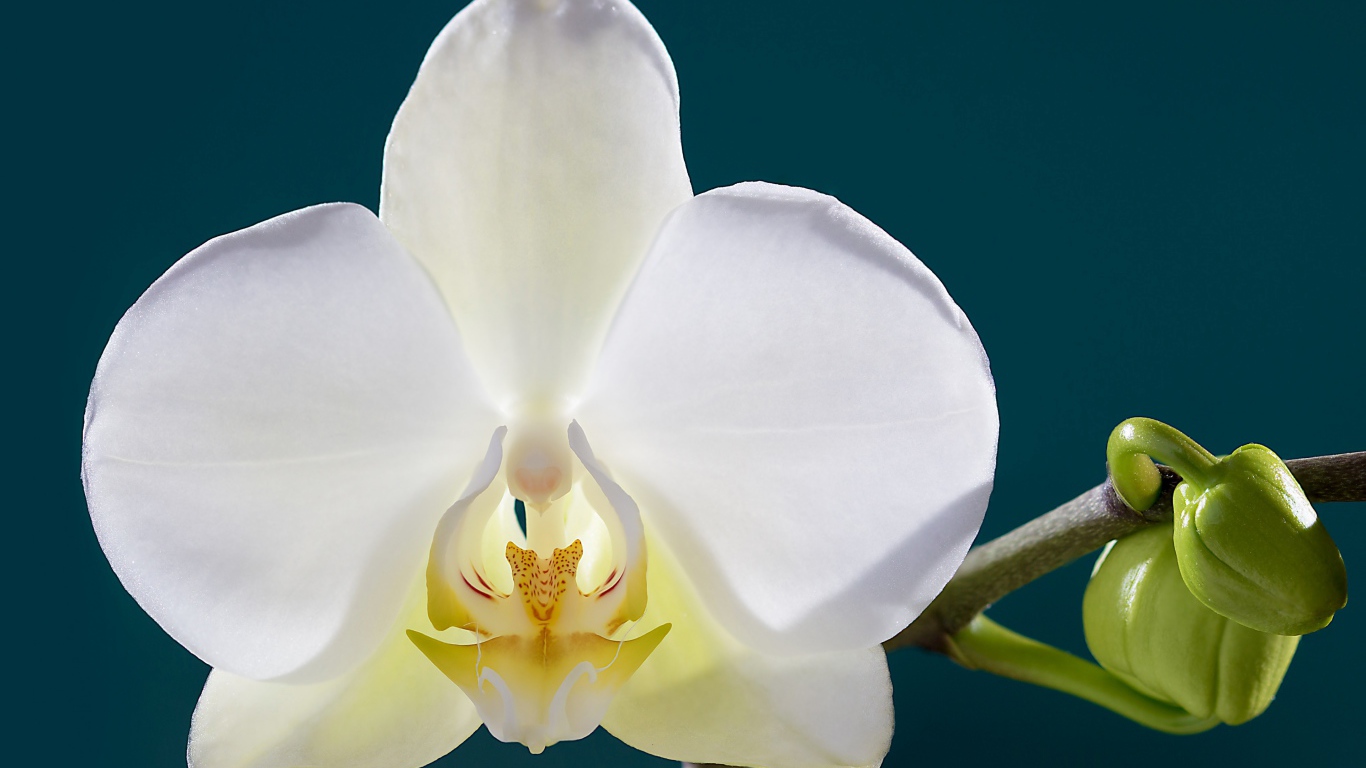 Белая орхидея с бутонами крупным планом
