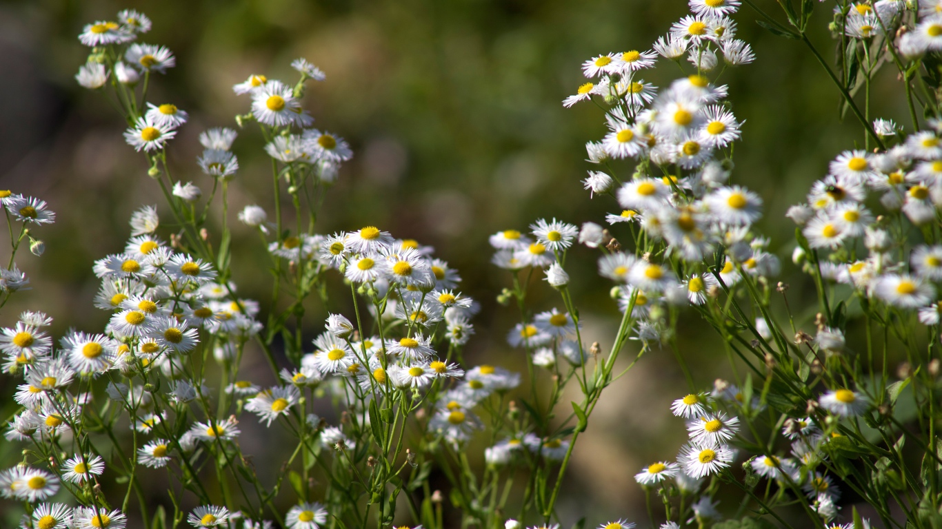 Белые мелкие ромашки крупным планом