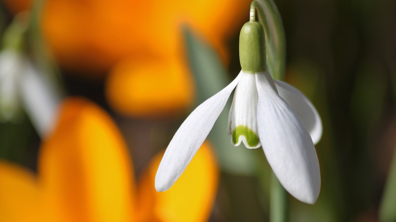Белый весенний подснежник крупным планом