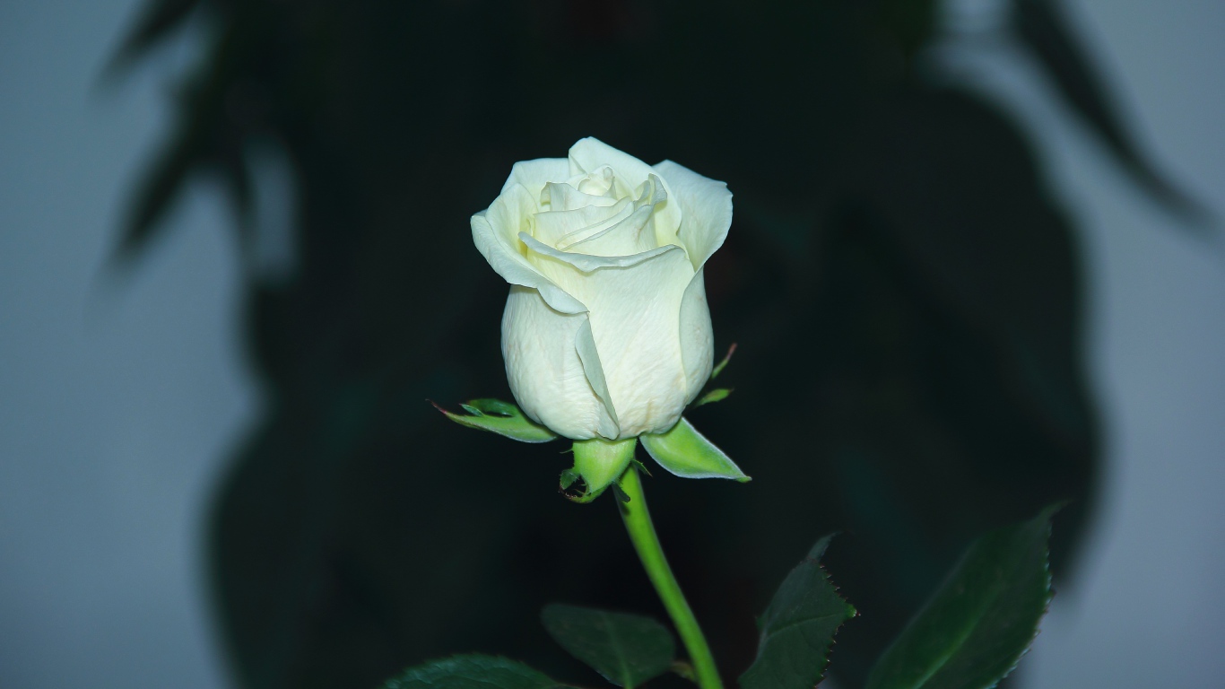 Белая нежная роза крупным планом 