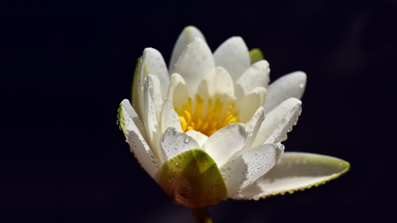 Белая водяная лилия в каплях воды на синем фоне