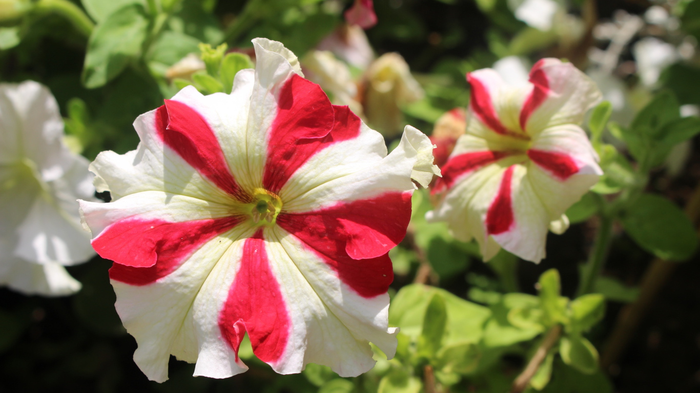 Белые с красными линиями цветы петунии 