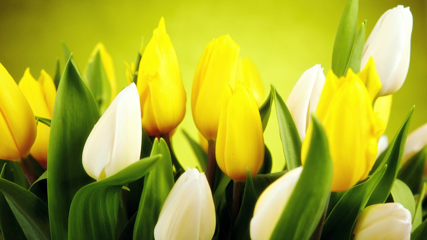 Желтые и белые тюльпаны крупным планом