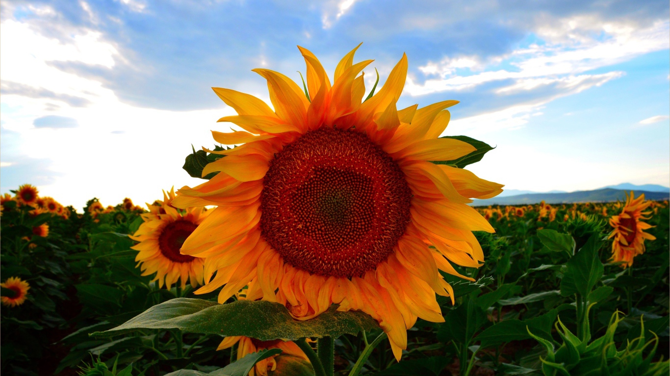 Желтый цветущий подсолнух под голубым небом летом