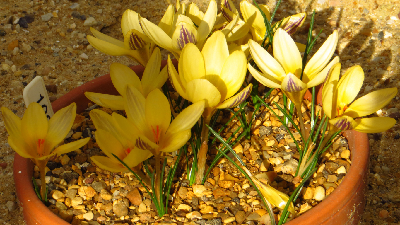 Желтые крокусы на декоративной клумбе