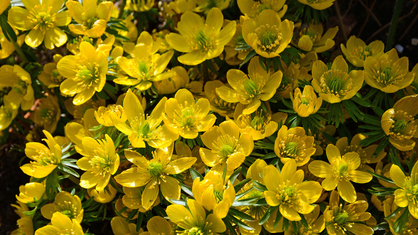 Желтые цветы морозника крупным планом