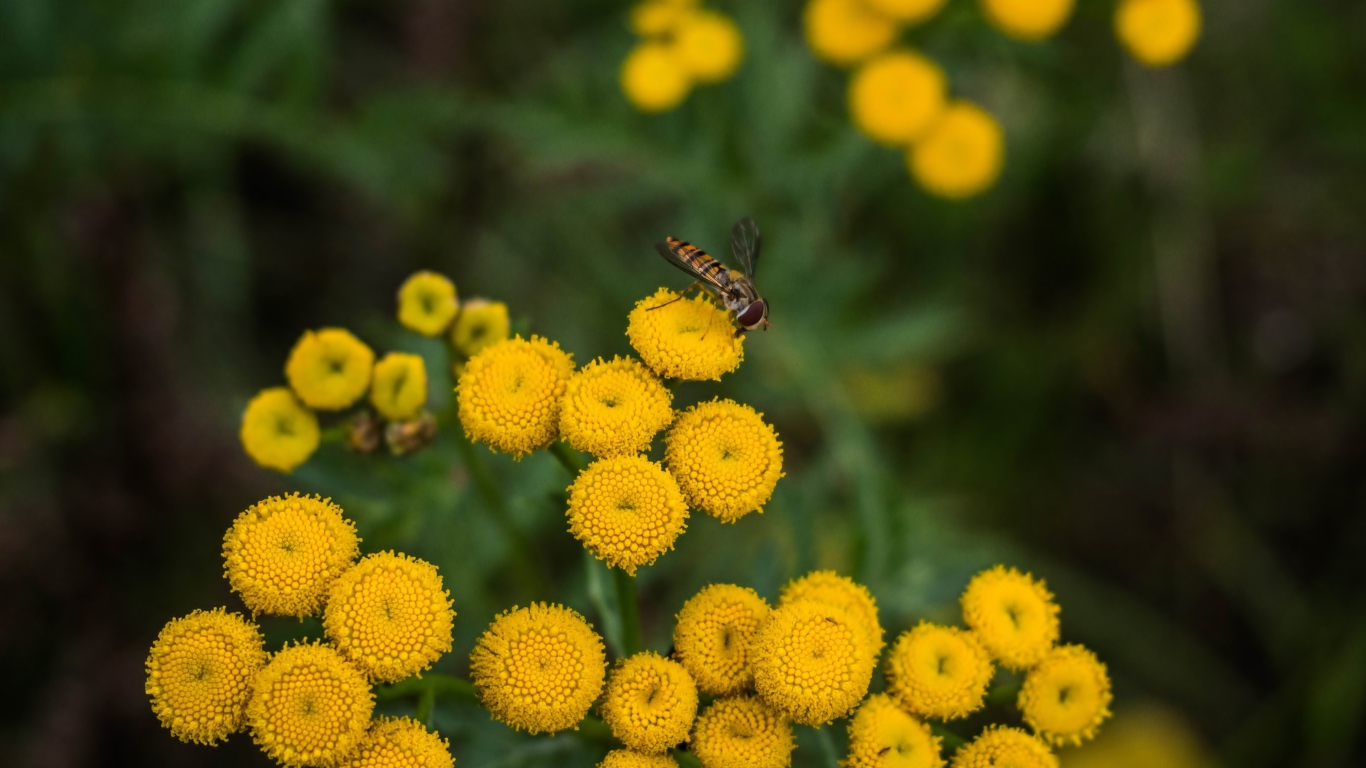 Желтые цветы пижмы крупным планом