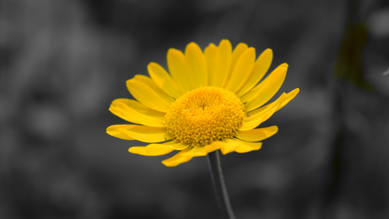 Желтый маленький цветок на сером фоне