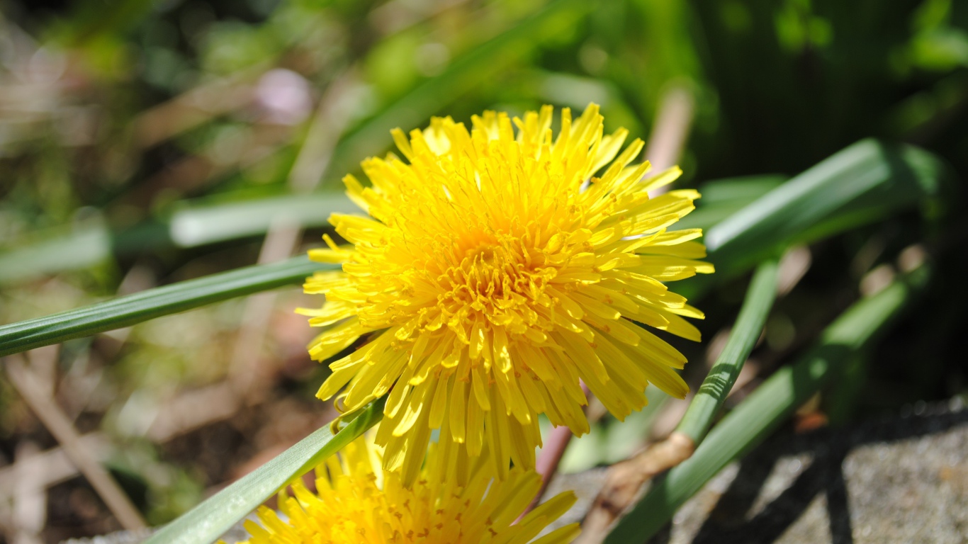Желтый летний цветок одуванчика