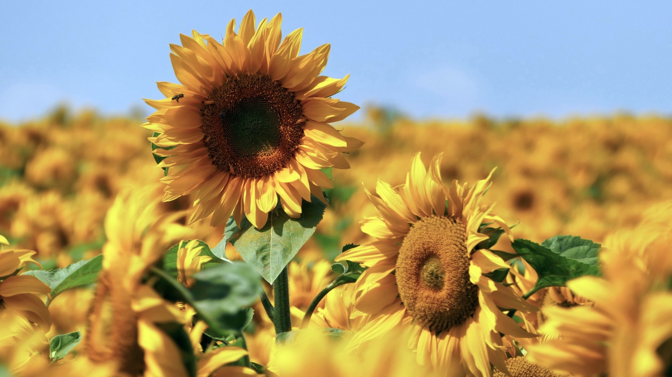 Желтые подсолнухи в поле под голубым небом