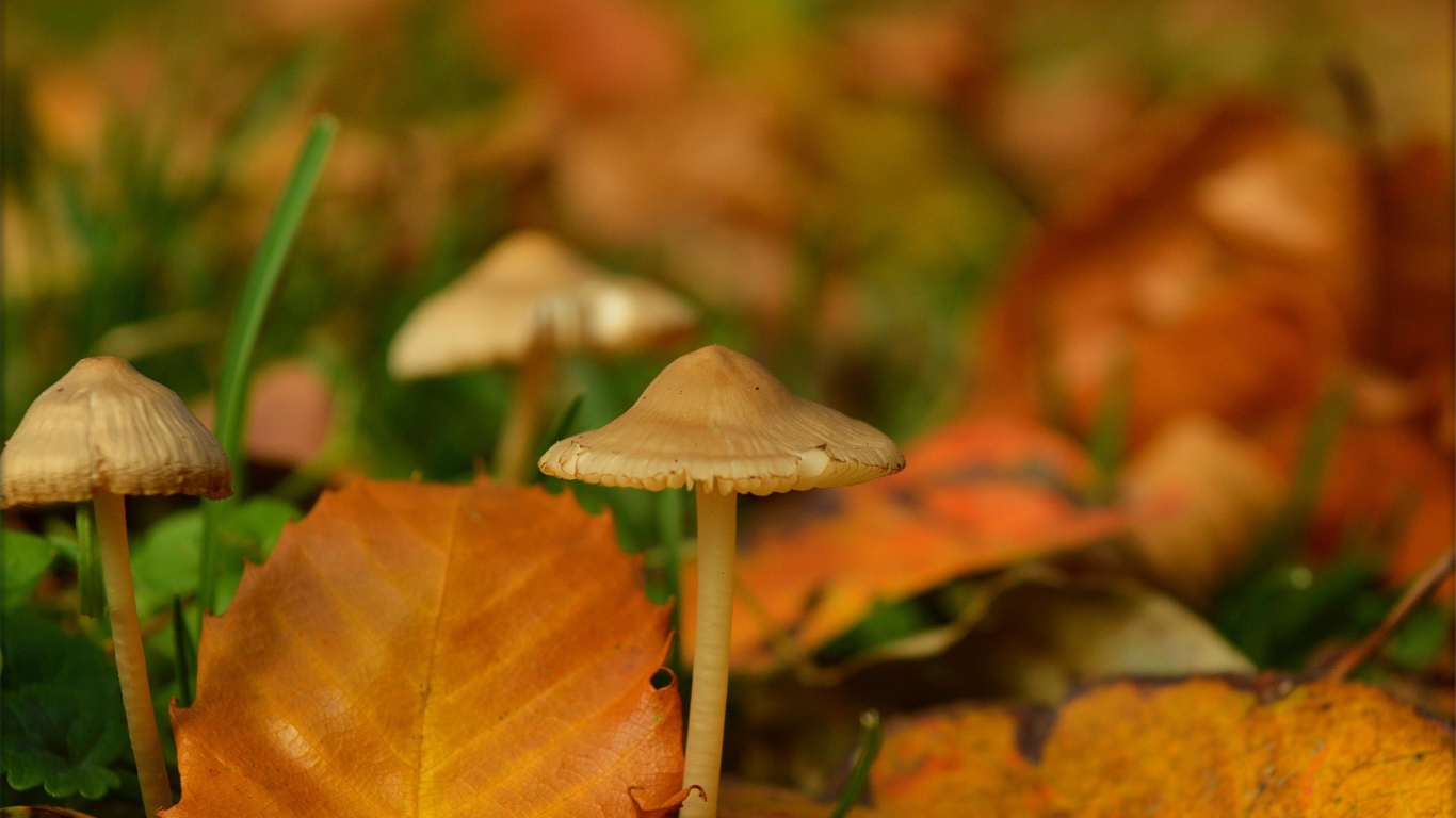 Маленькие грибы поганки под желтыми опавшими листьями