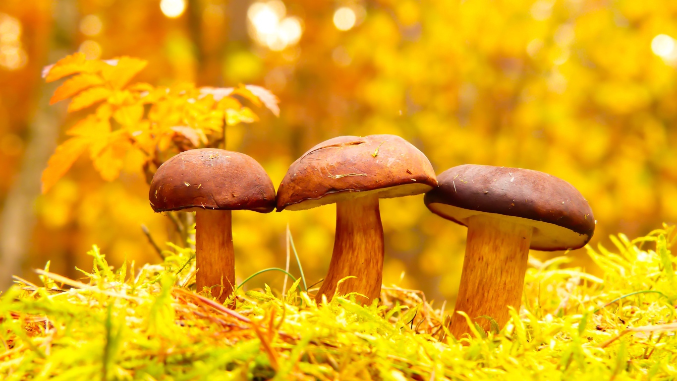 Три гриба в осеннем лесу 