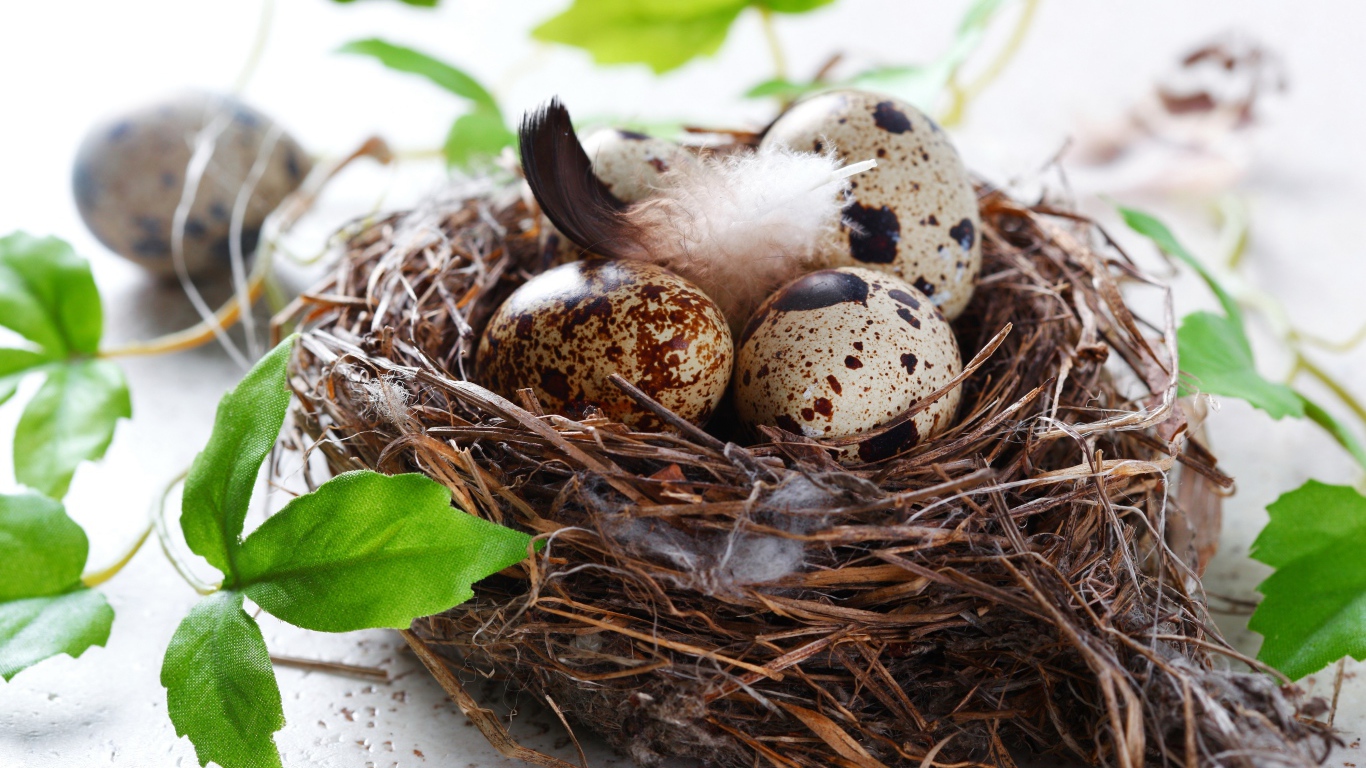Гнездо с яйцами и зелеными листьями