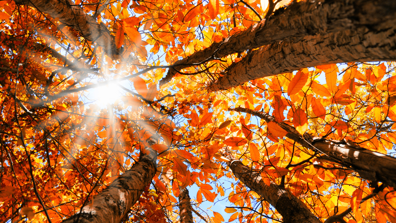 Яркое осеннее солнце пробивается сквозь желтых листьев