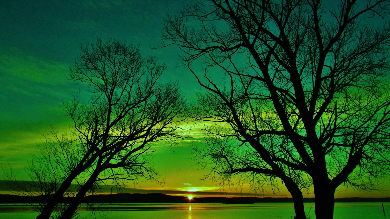 Силуэты деревьев на закате солнца