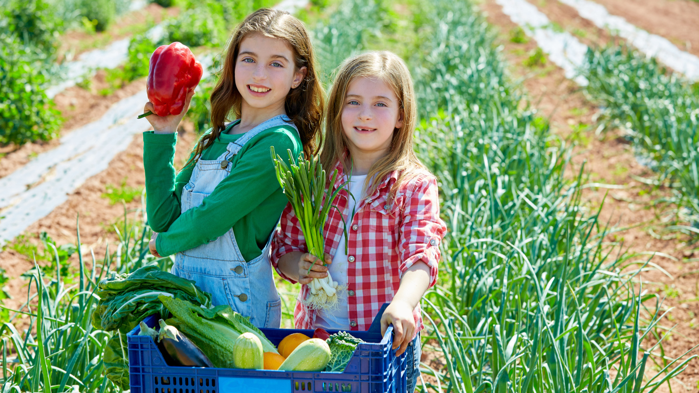 Две маленькие девочки собирают овощи на огороде
