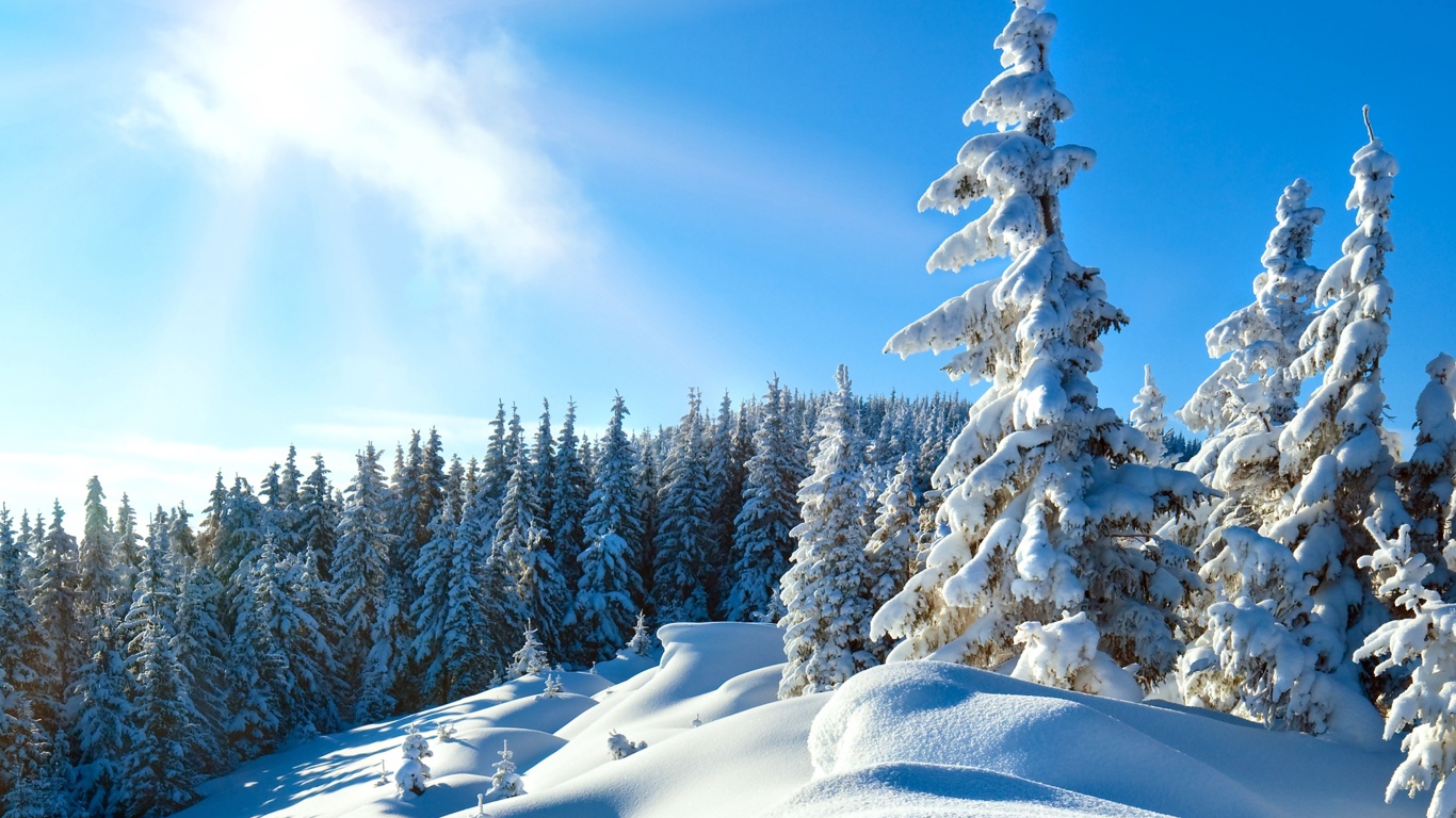 Красивые покрыты снегом деревья под ярким солнцем в голубом небе зимой