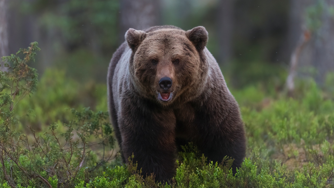 A large, menacing brown bear walks through the forest.