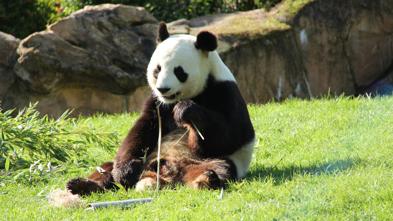 Большая панда грызет бамбук на зеленой траве