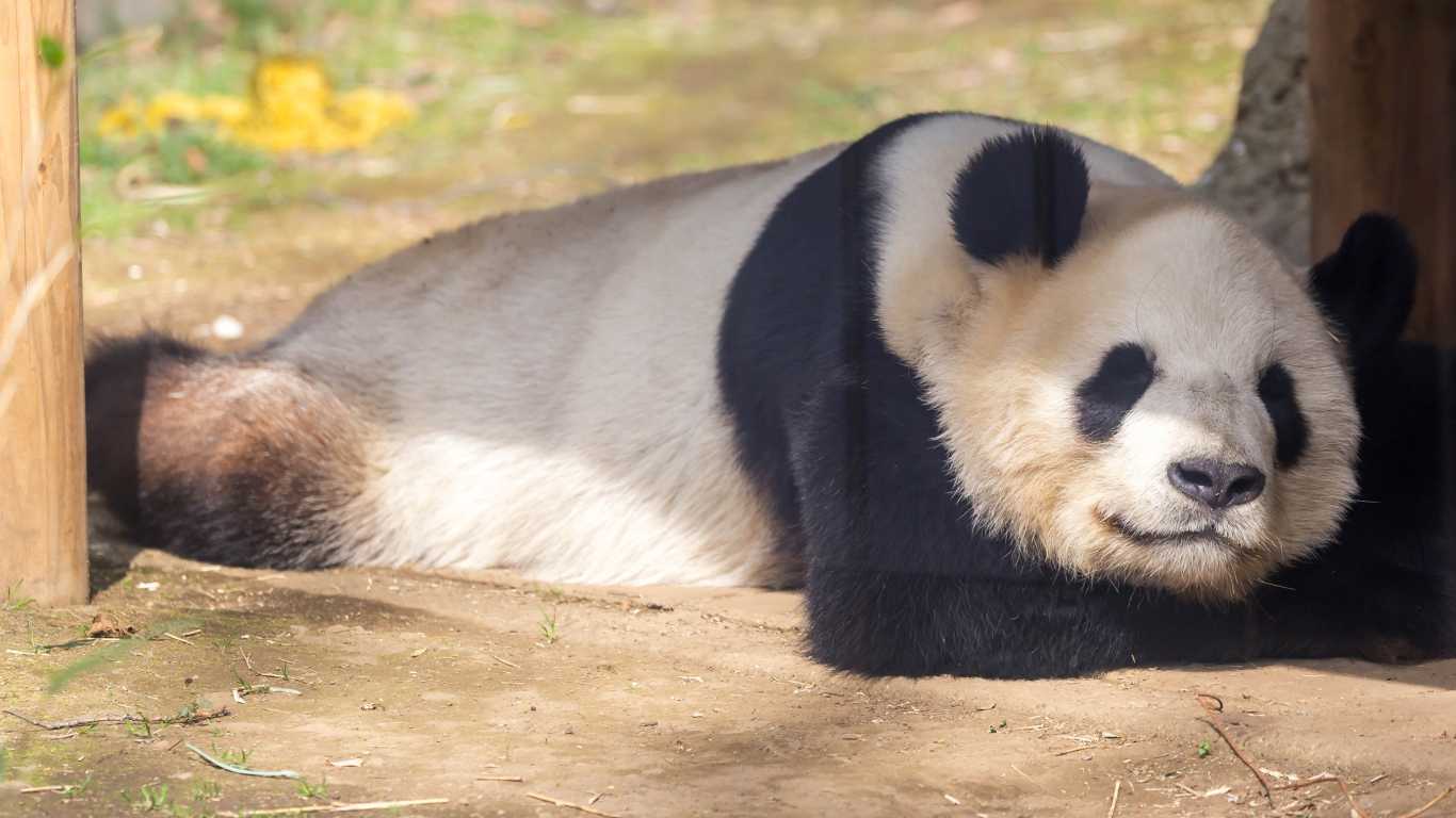 Большая панда спит в зоопарке 