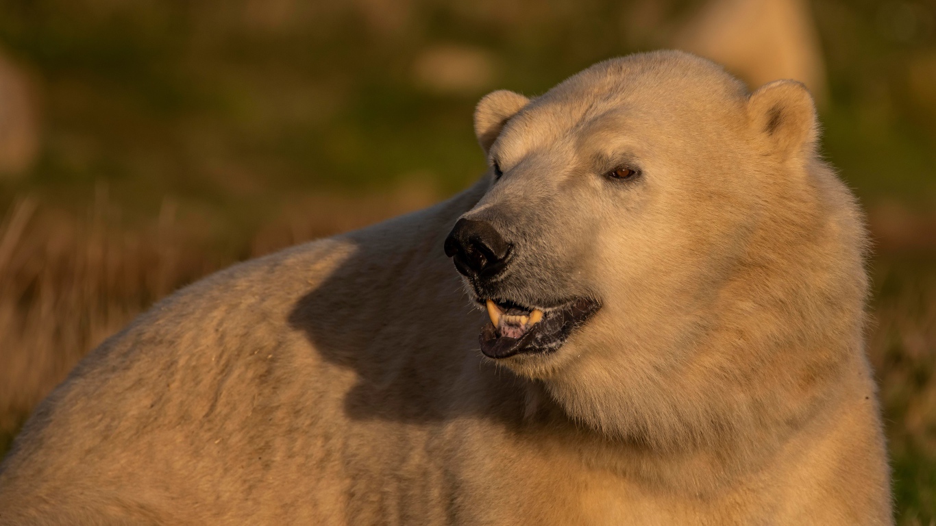 Большой белый медведь с острыми клыками