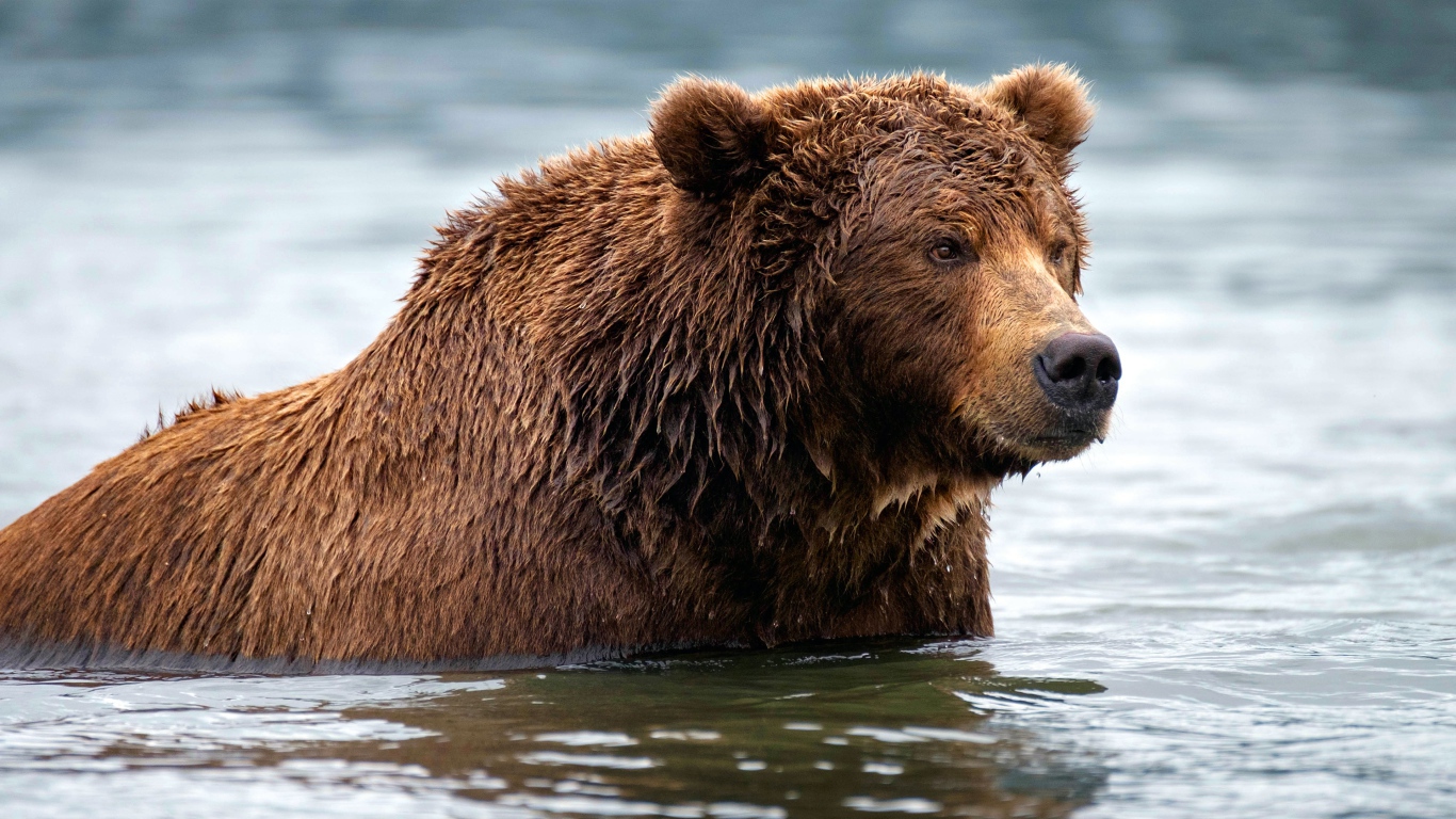 Big wet brown bear in water